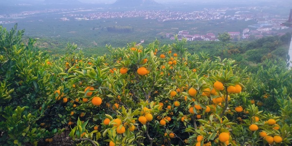 城固县桔园景区秋季丰收景象