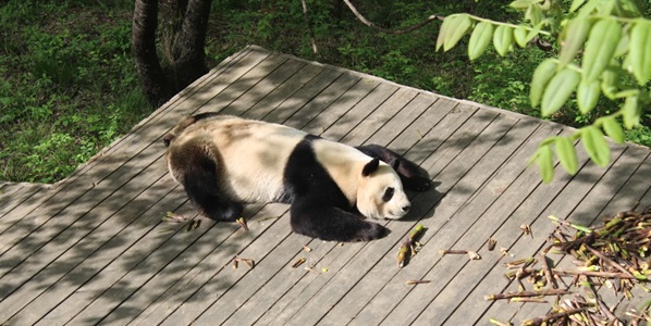 佛坪熊猫谷内大熊猫活动场景