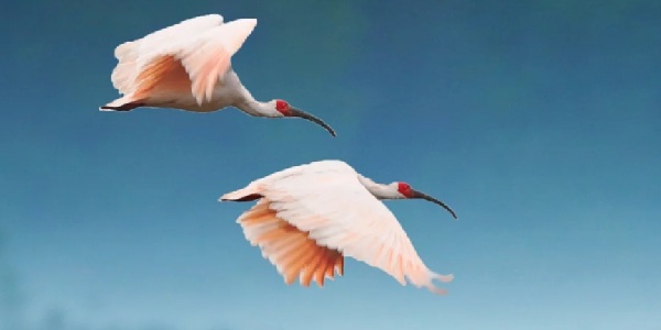 洋县朱鹮生态园内展翅飞翔的朱鹮群