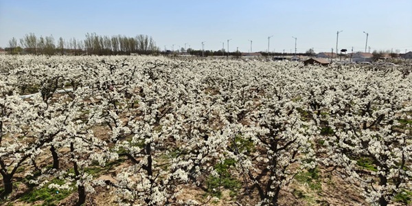 滨州市阳信县万亩梨园