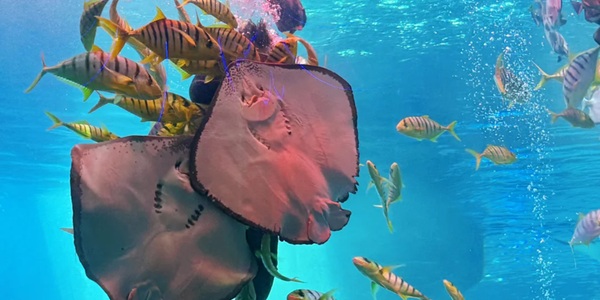 德州市齐河县泉城海洋极地世界