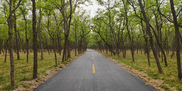 东营市河口区孤岛槐树林温泉旅游区