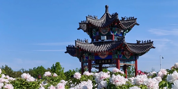 菏泽市牡丹区曹州牡丹园