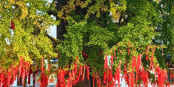 临沂市郯城县天下第一银杏