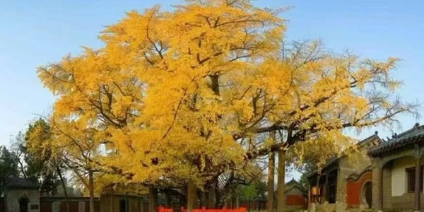 日照市莒县浮来山银杏树