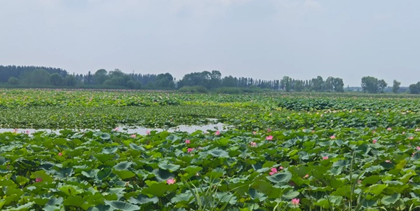 枣庄市滕州市微山湖湿地红荷风景区