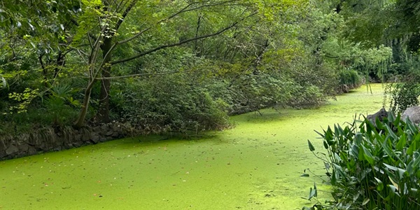 上海长宁区中山公园自然风光