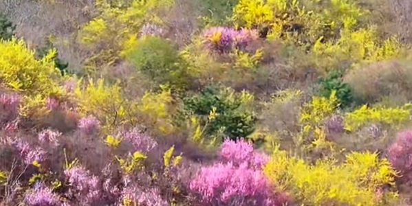 安泽县黄花岭红叶景区