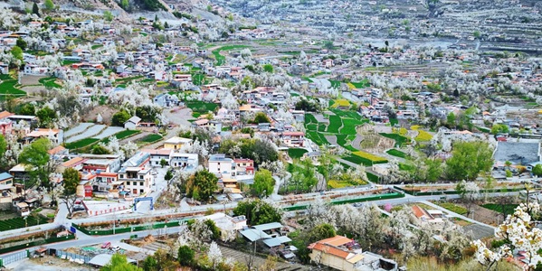 阿坝金川县梨花景观