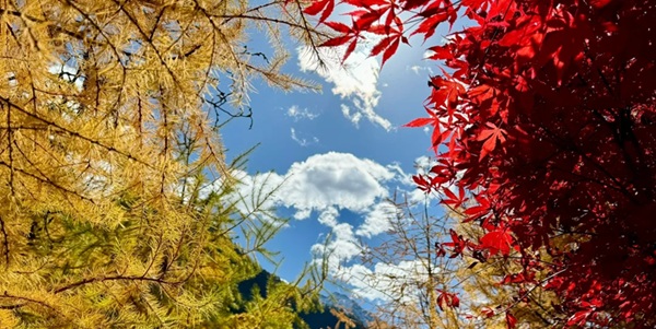 阿坝理县毕棚沟红叶