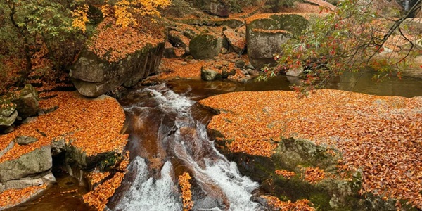 南江光雾山红叶