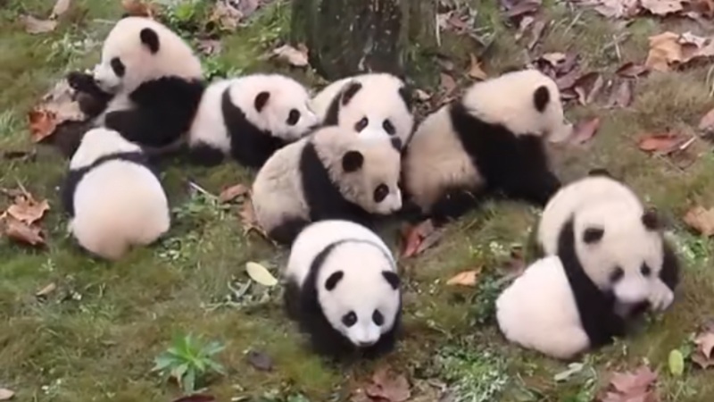 成都大熊猫繁育研究基地