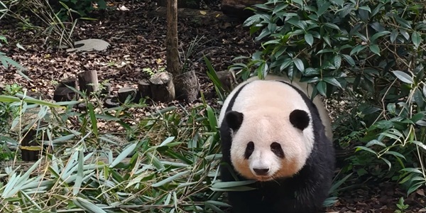 成都成华区大熊猫基地