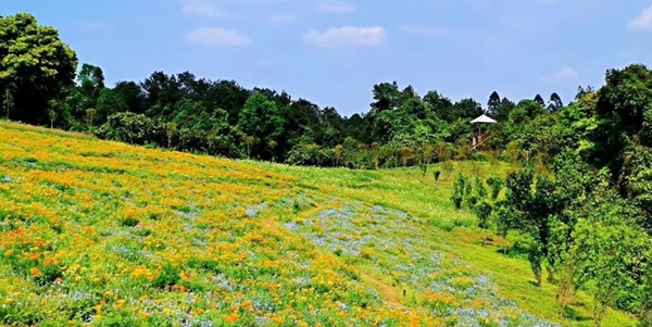 蒲江石象湖花海风光