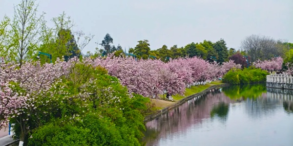 成都青白江区凤凰湖湿地公园