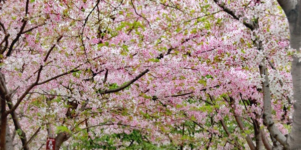 新津梨花溪花海风光