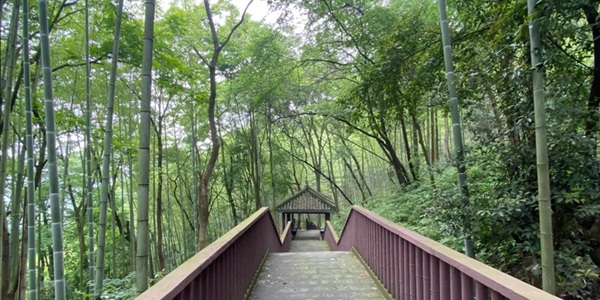 大竹五峰山竹海景观