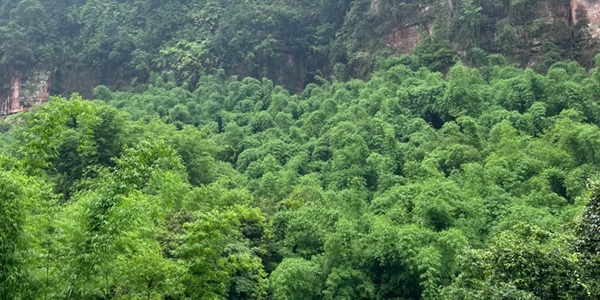沐川县竹海景观