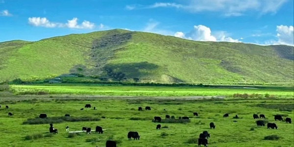 布拖县吉留秀草原景观