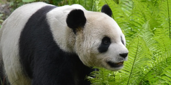 雅安宝兴县大熊猫