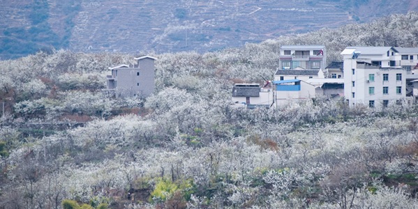 雅安汉源县九襄花海