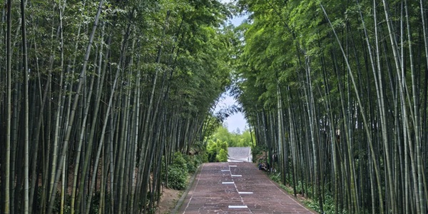 长宁县蜀南竹海景观
