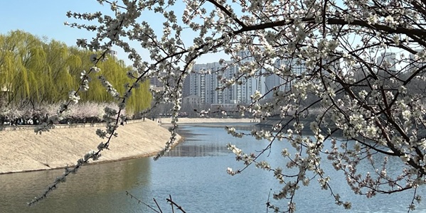 天津市北辰区北运河风光带