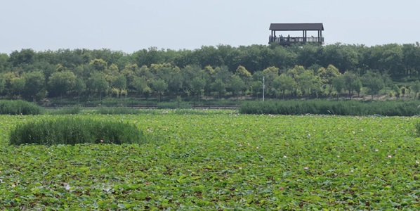 天津市东丽区东丽湖景观