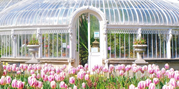 Belfast Botanic Gardens & Palm House Victorian cast-iron glasshouse with tropical plants