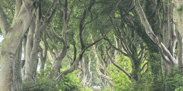 The Dark Hedges beech tree tunnel panorama with interwoven light and shadow