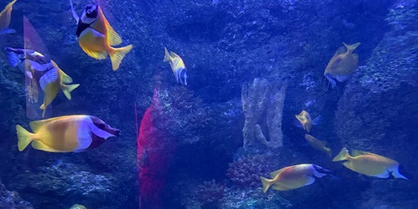 Birmingham National SEA LIFE Centre 360-degree underwater tunnel and tropical fish