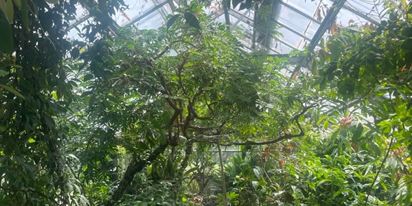 Cambridge University Botanic Garden glasshouse range and four-season borders