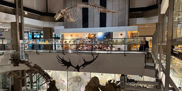 University Museum of Zoology Cambridge - Whale Hall with Fin Whale Skeleton