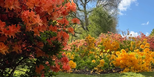 Royal Botanic Garden Edinburgh Victorian palm house and spring rhododendron panorama