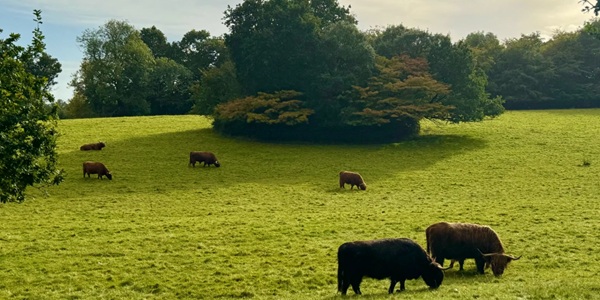 Woodland trail and Highland cattle at Pollok Country Park