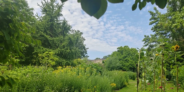 Oxford Botanic Garden Walled Garden with water lily pond and glasshouse panorama