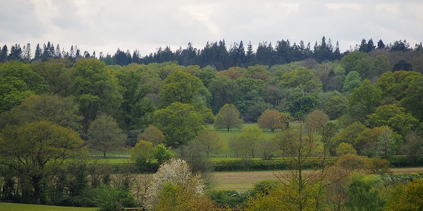 Windsor Great Park The Long Walk and ancient oaks panorama