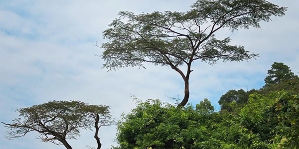 香港北区鹿颈郊野公园湿地观鸟全景
