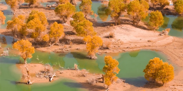 沙雅胡杨林秋季全景