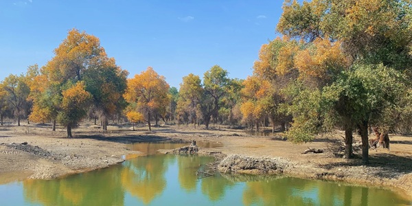 轮台塔里木胡杨林全景