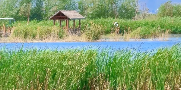 玛纳斯国家湿地公园水鸟栖息生态景观