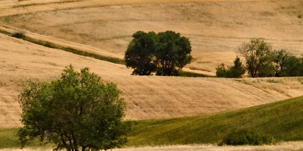 奇台江布拉克金色麦浪景观