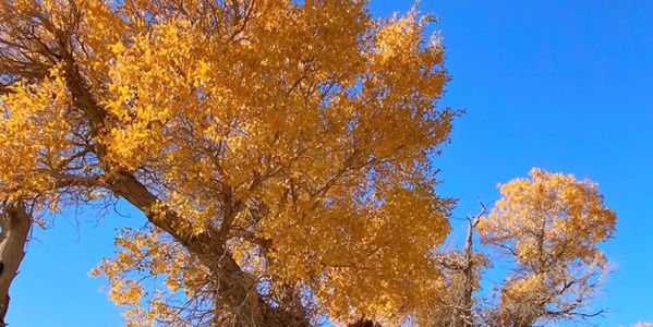 伊吾县胡杨林秋季全景