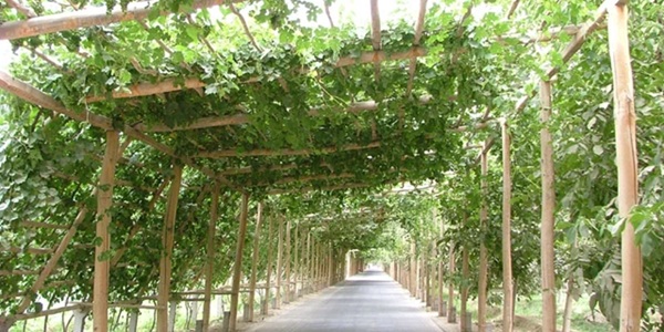 和田县葡萄长廊全景