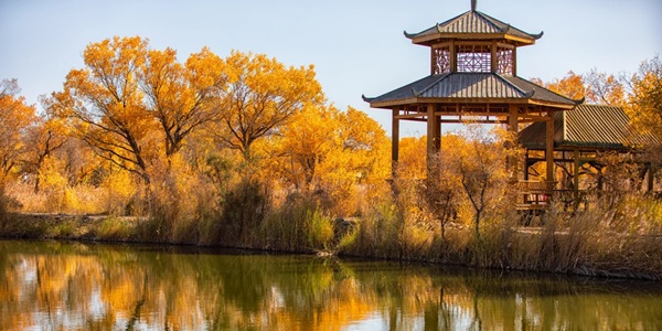 泽普胡杨林全景