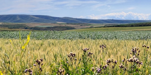 托里县巴尔鲁克山全景
