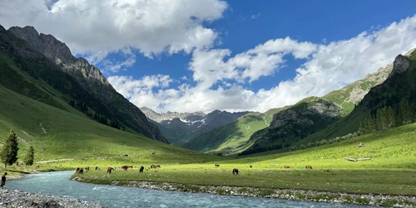 尼勒克唐布拉草原夏季风光全景