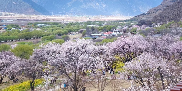 巴宜区嘎拉桃花村风光