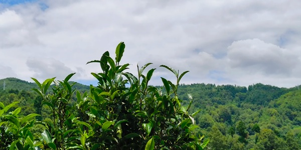 昌宁生态茶园景观