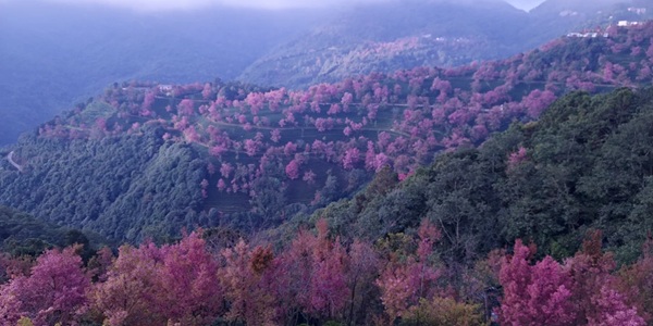 南涧无量山樱花谷美景